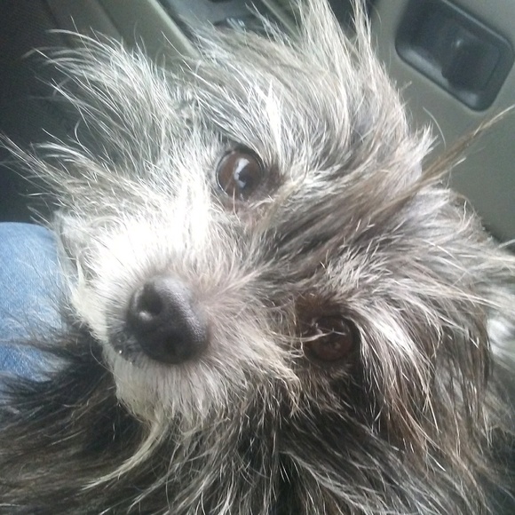 Meet your Posher, Lisette - Picture 1 of 1